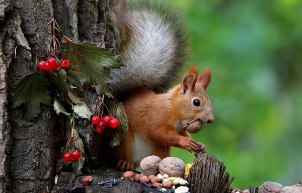 Заставка на рабочий стол белка