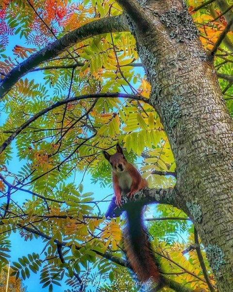 Белочка осенью