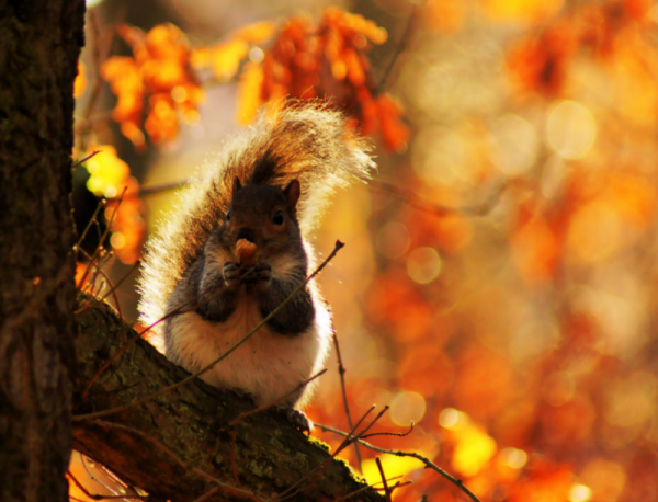 Осень белка еж