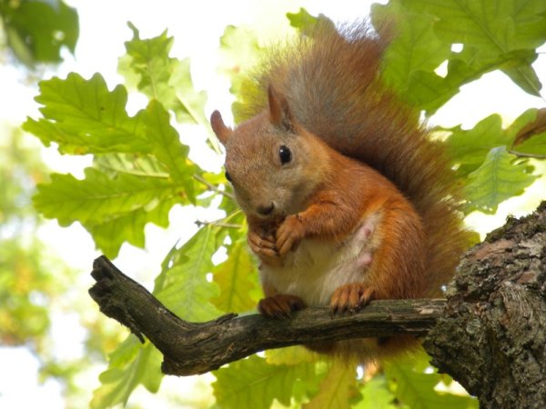 Белки в дупле дуба