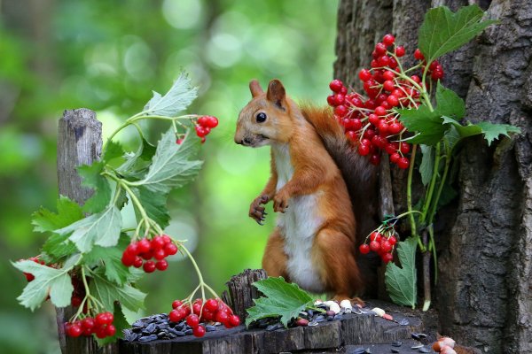 Белочки на рябине