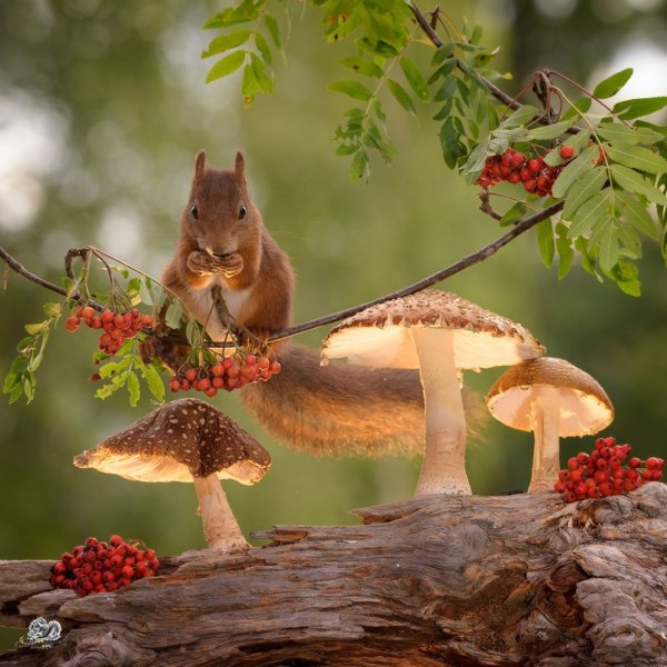 Белка с грибом