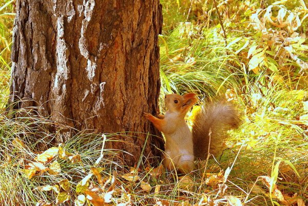 Лесная белка и бельчата