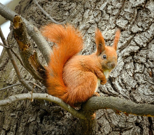 Белка на ветке