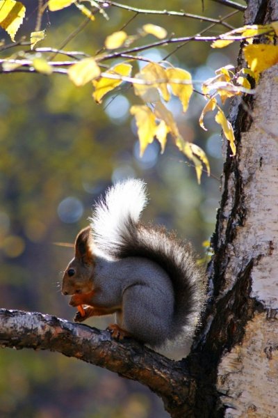 Осень белка