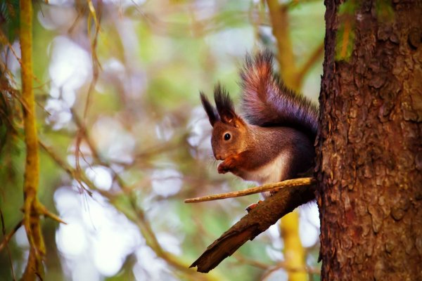 Красивая Белочка