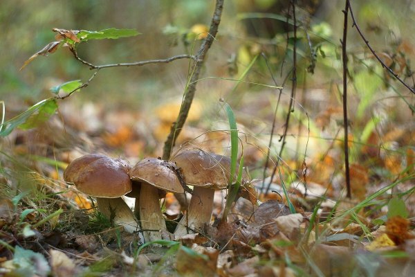Осенний грибной лес