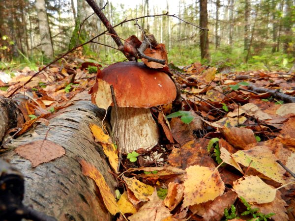 Осенние грибы