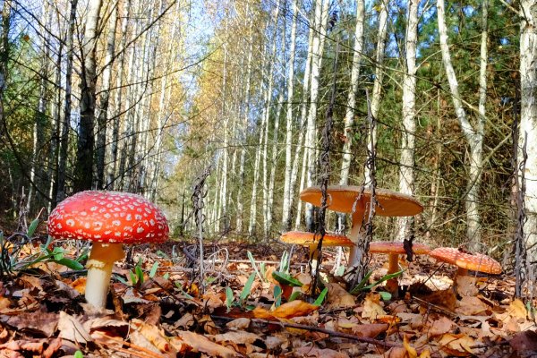 Мухомор в лесу
