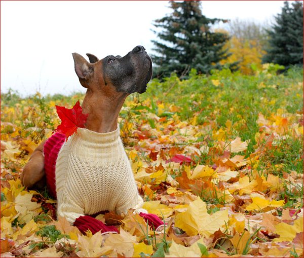 Осенние выходные