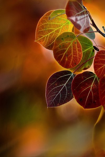 Красивые осенние листья