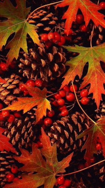 Осень на смартфон