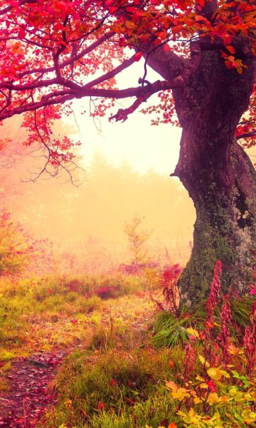 Осенние заставки на телефон