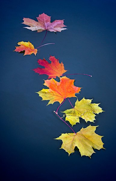 Осенние листья