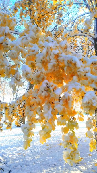 Снежная осень