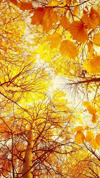 Осенний фон на телефон