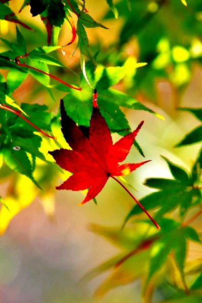 Осенние обои