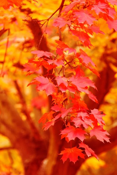 Рыжая осень