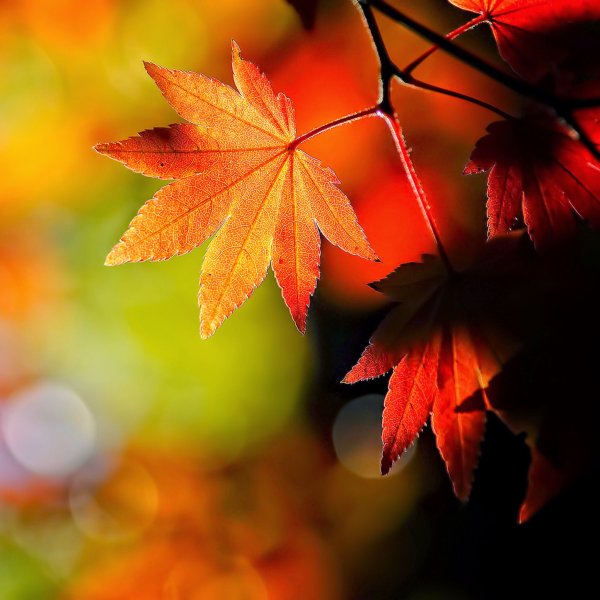 Яркие осенние листья