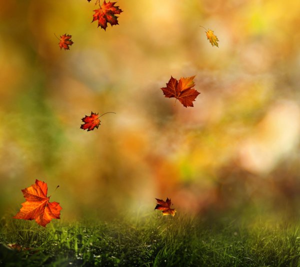 Осенний фон для фотошопа