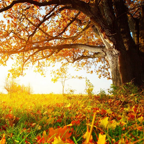 Сентябрьские листья