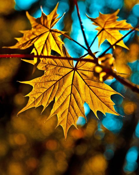 Осень на айфон