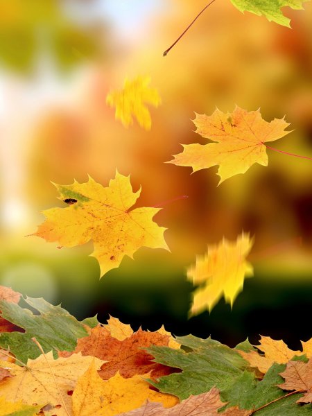 Осень вертикальные