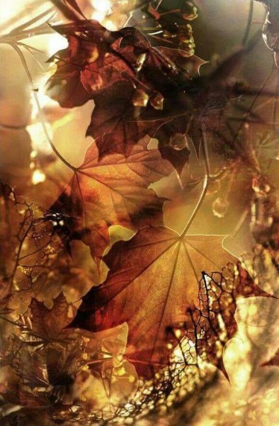 Осеннее Вдохновение