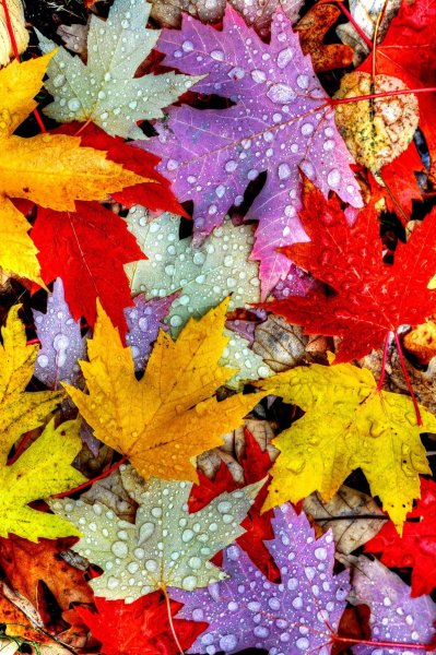 Осень на экран