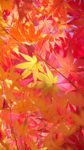 Красивая осень