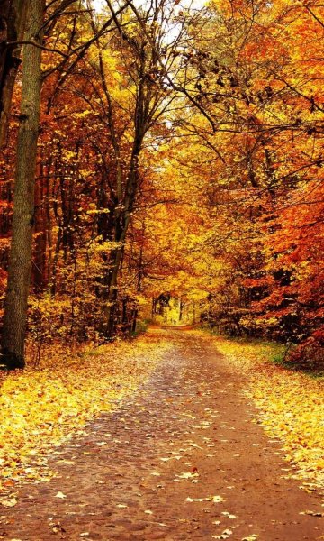 Осень картинки