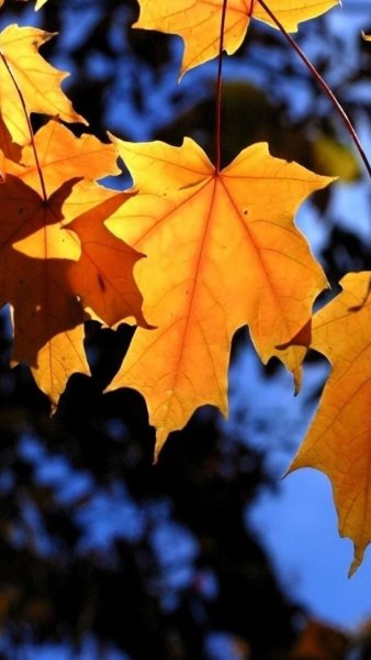 Осенние обои на телефон