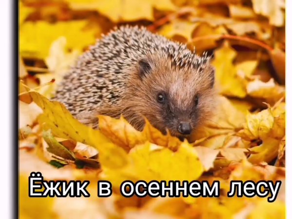 Ежик в осеннем лесу