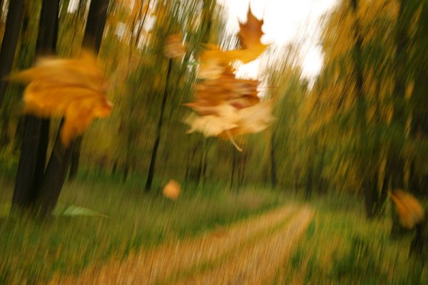 Осень кружится