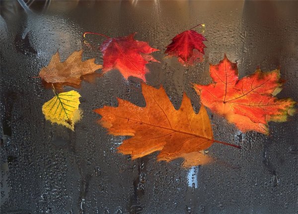 Осенний лист по дождем