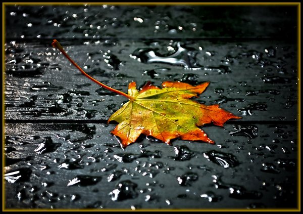 Листья под дождем
