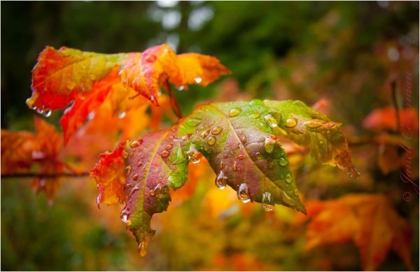 Осенний дождь фото