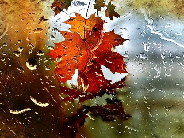 Осенний лист на стекле