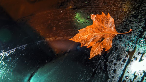 Осенние листья и дождь
