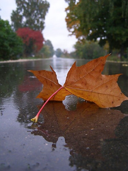 Осень после дождя