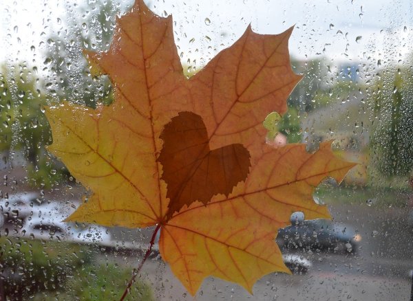 Кленовые листья осень дождь