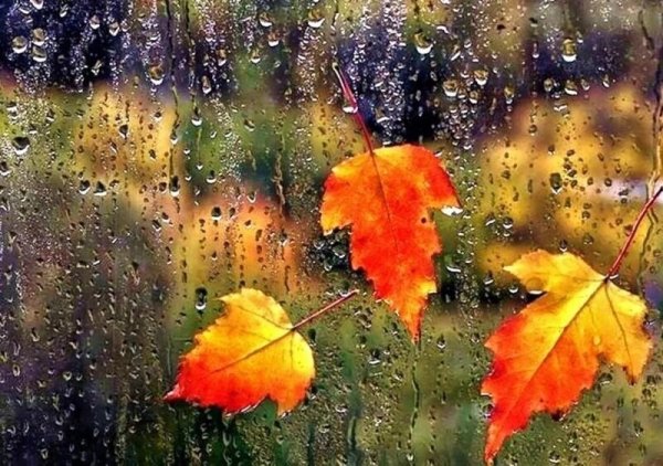 Хмурая дождливая наступила осень