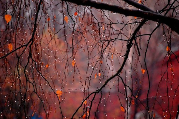 Осень дождь