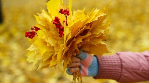 Кленовые листья букет