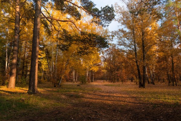 Тютчев осенний лес