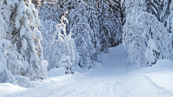 Зимний лес