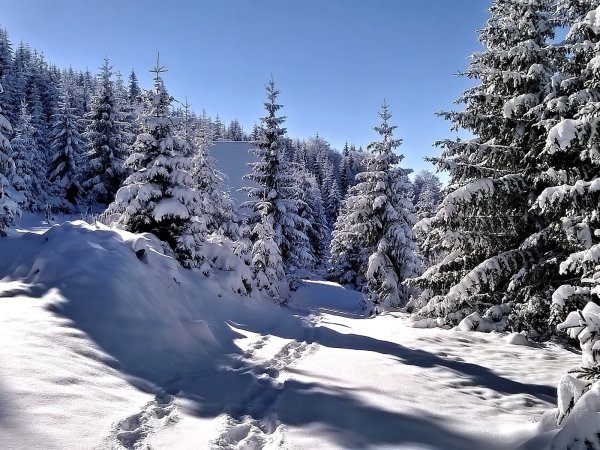 Сугробы в лесу