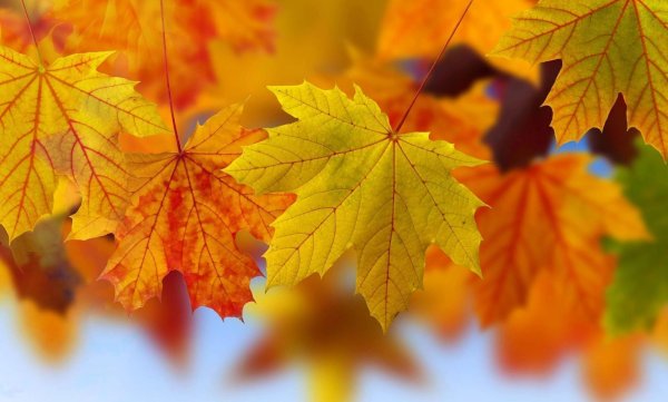 Осенние листья обложка