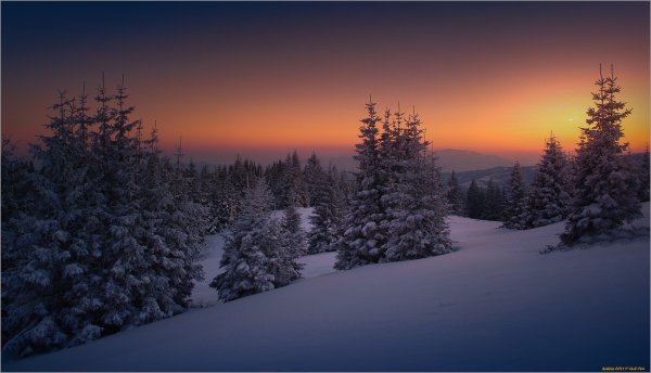 Зимний лес ночью