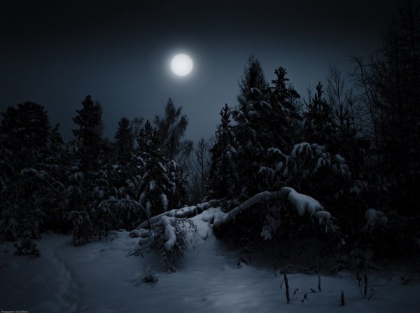 Ночной лес зимой